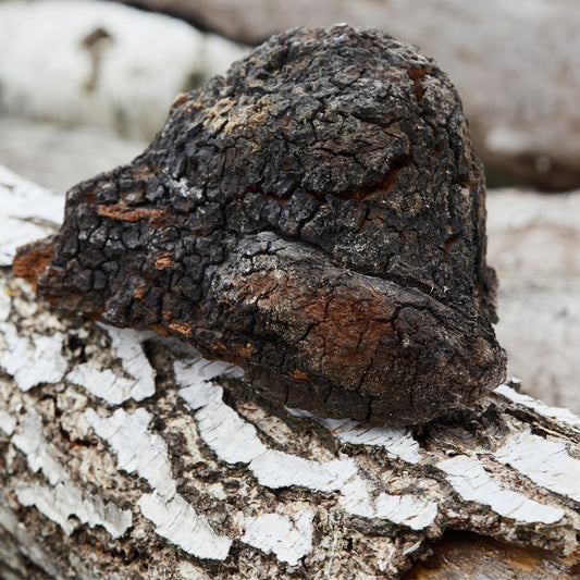 Stebuklingas chaga: kaip jis gali pakeisti jūsų gyvenimą? - Viskas iš grybų